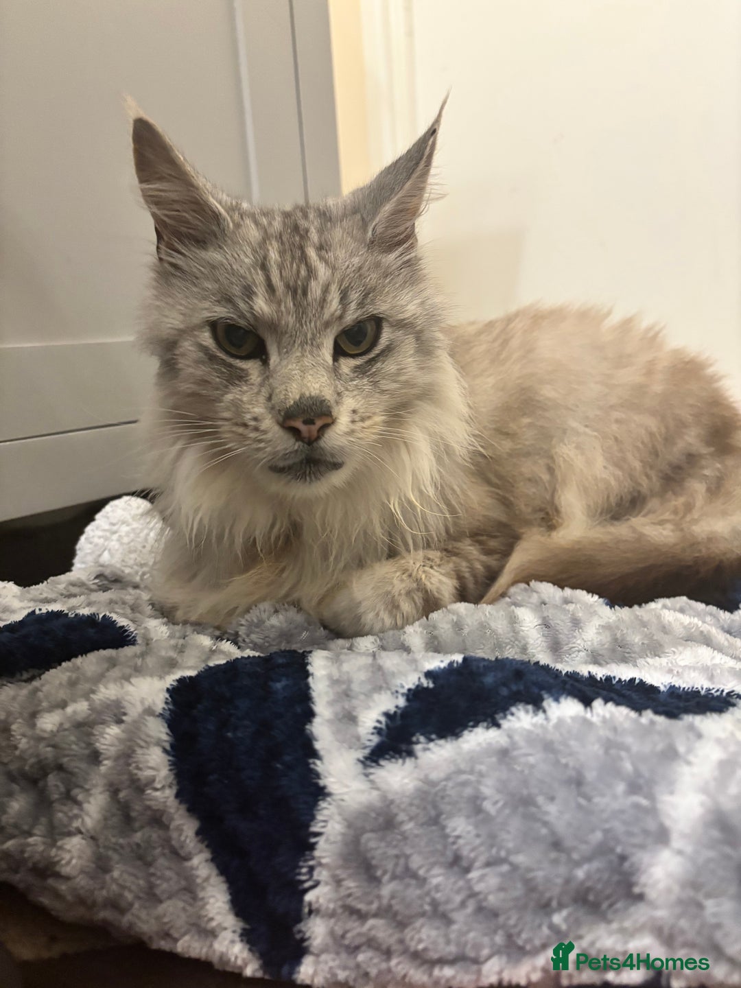 Maine Coon cats for sale: Mainecoon - Image 1