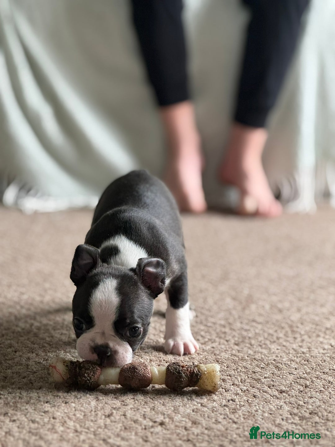 Boston Terrier dogs for sale: Gorgeous KC Boston Terrier Pups for Loving Homes - Image 32