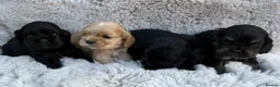 American Cocker Spaniel dogs for sale: Quality kc reg American cocker spaniel puppy’s  in Darlington - Advert 4