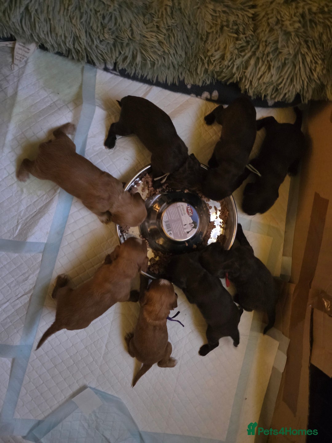 Cocker Spaniel dogs for sale: Beautiful Spaniel pups! - Advert 2