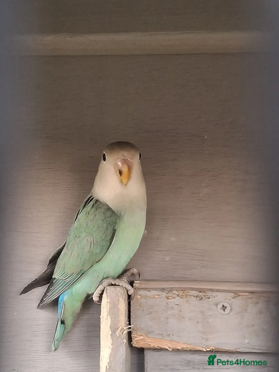 Lovebirds birds for sale: Love birds - Advert 5