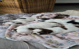 Shih Tzu dogs for sale: Puppies for reservation / sale  - Image 1