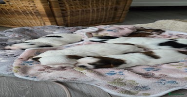 Shih Tzu dogs - Advert 5