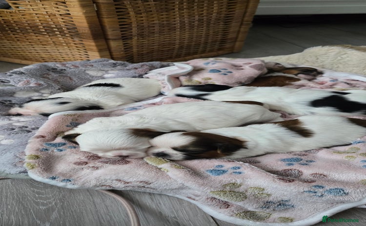 Shih Tzu dogs - Advert 2