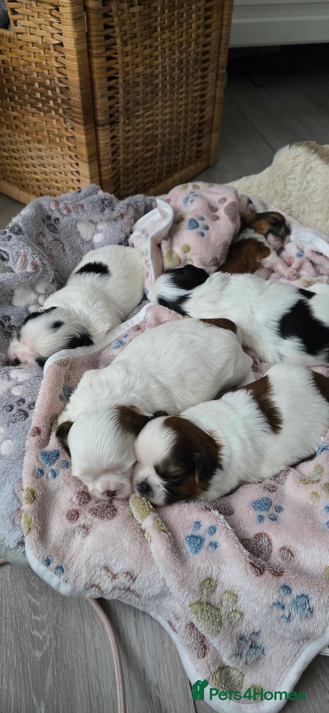 Shih Tzu dogs for sale: Puppies for reservation / sale  - Image 1