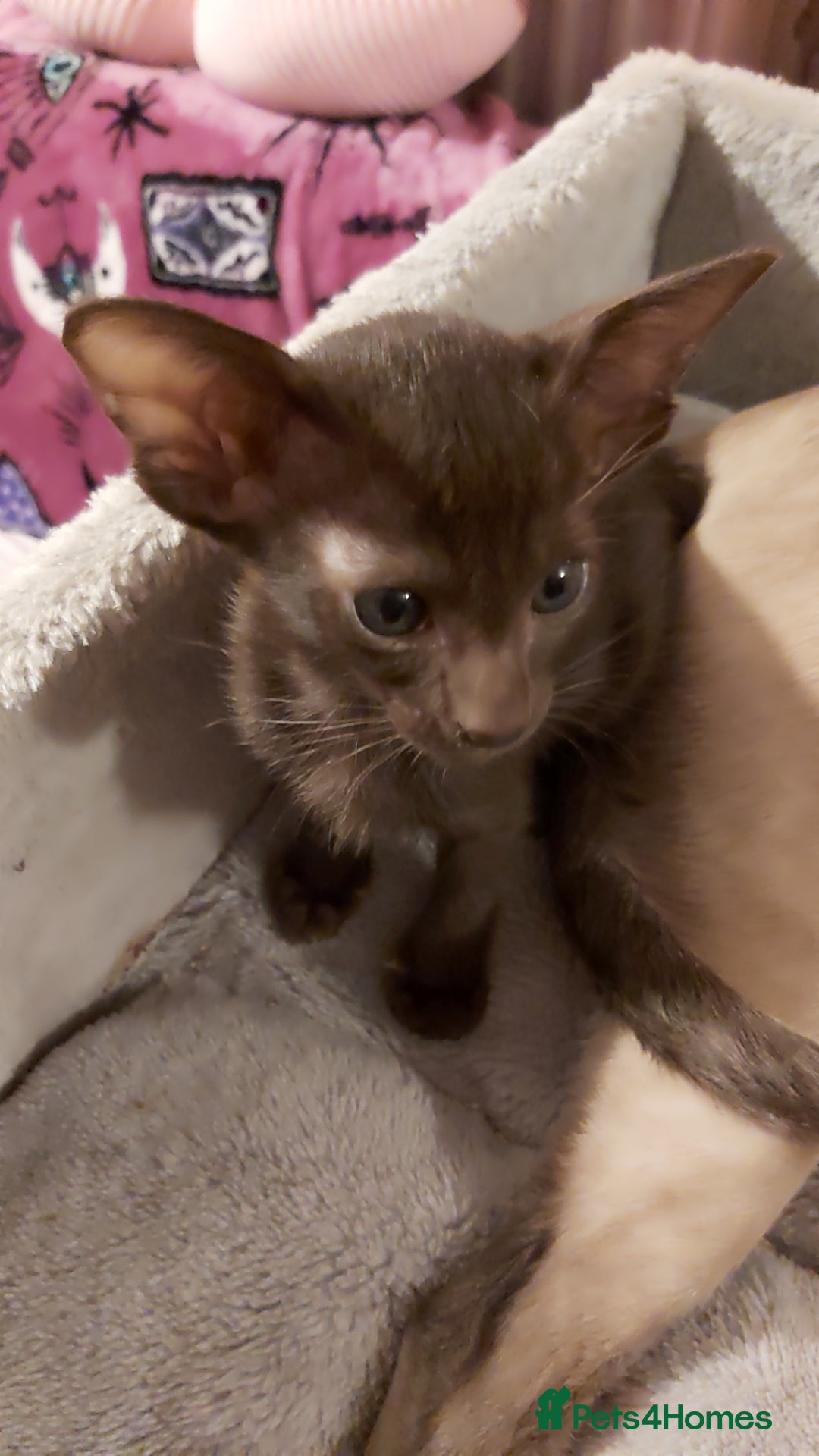 Oriental cats for sale: Full Pedigree Oriental 1 Kitten XL size ears GCCF - Advert 26