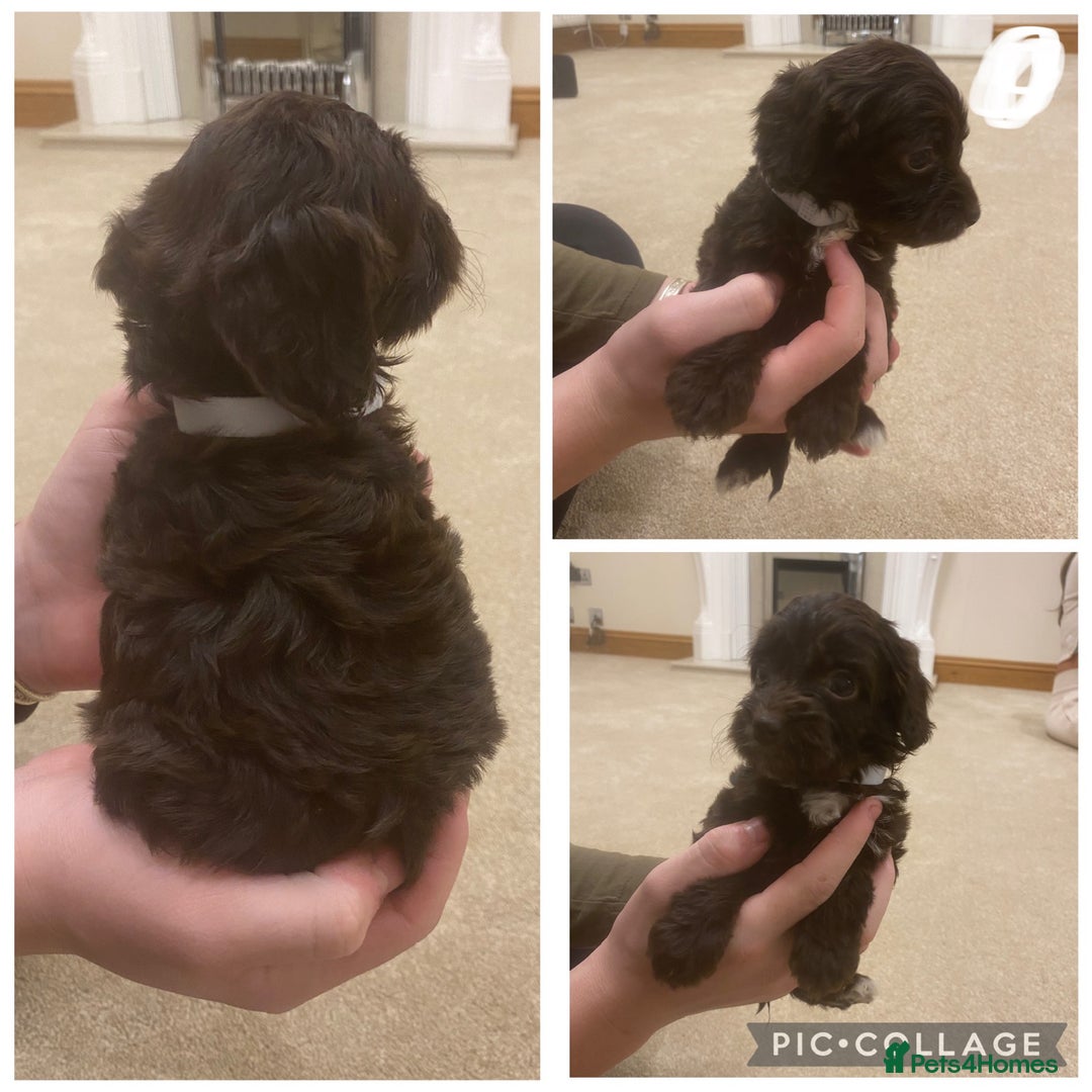 Cockapoo dogs for sale: F1 cockerpoo puppies  - Advert 2