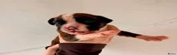 Boxer dogs for sale: Gorgeous Boxer Puppies  in Newton Abbot - Advert 3