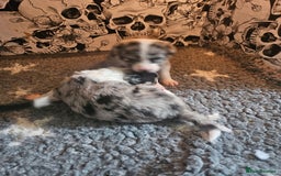 Border Collie dogs for sale: Unique blue merle border collie puppies - Image 29