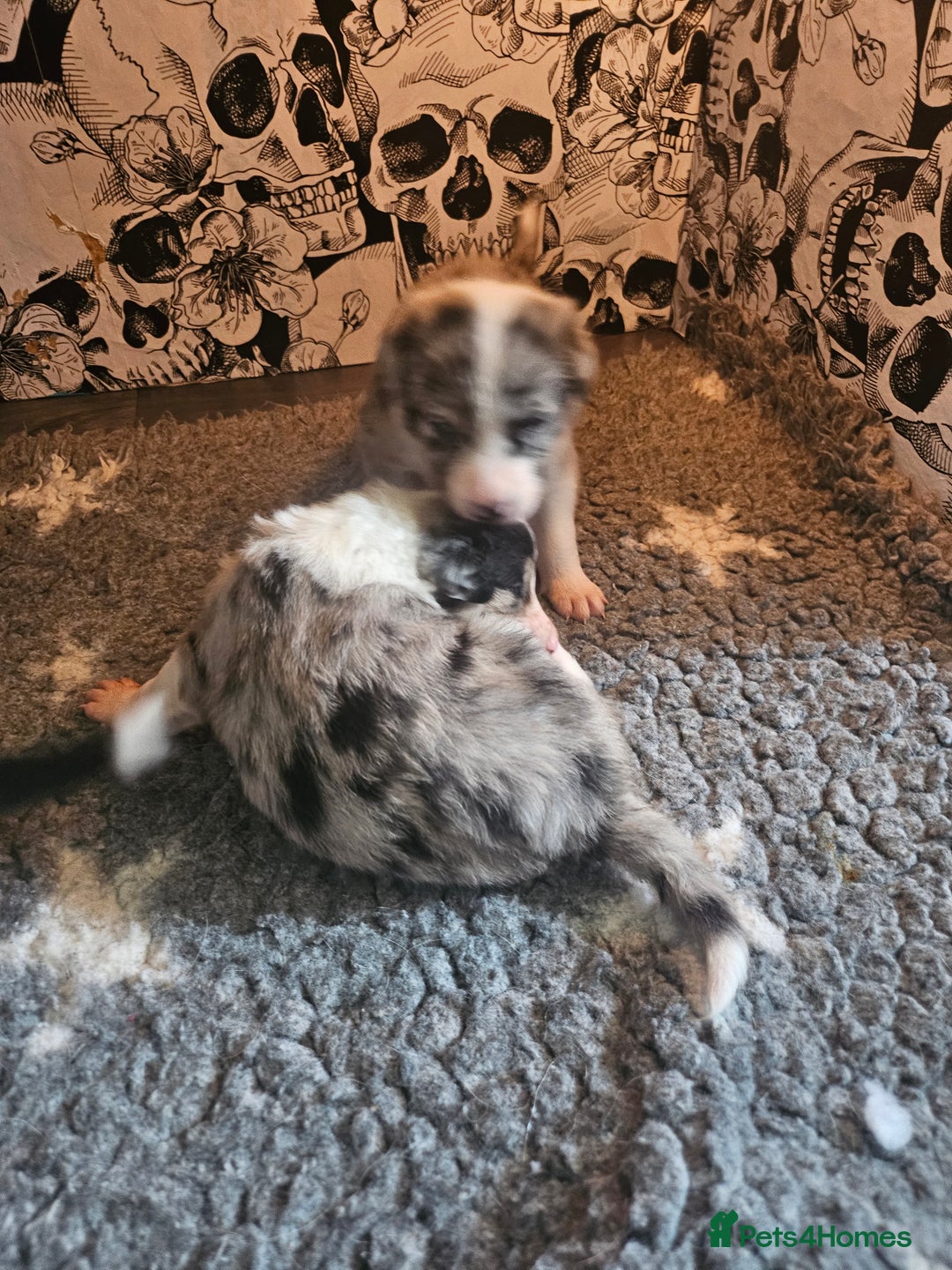 Border Collie dogs for sale: Unique blue merle border collie puppies - Image 29