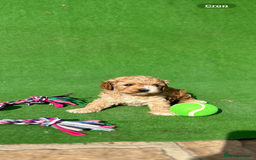 Cavapoo dogs for sale: Cavapoo puppies - Image 4