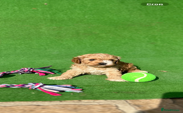Cavapoo dogs - Advert 16