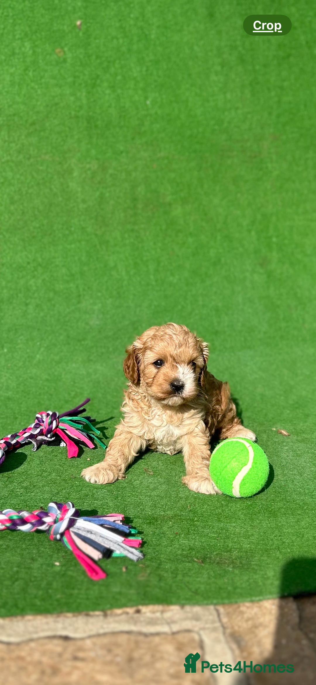Cavapoo dogs for sale: Cavapoo puppies - Image 4