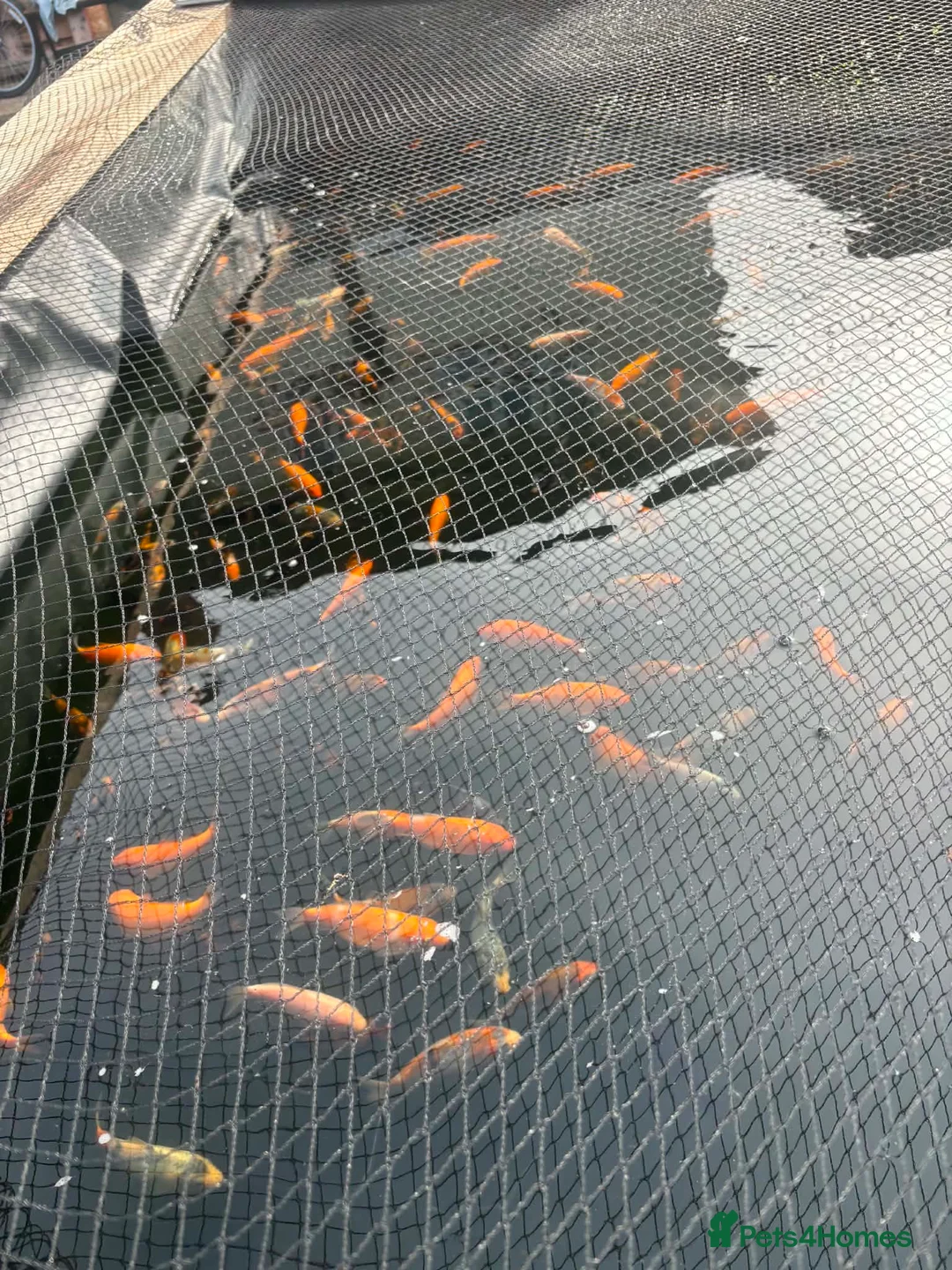 Koi Carp fish for sale: Koi carp - Advert 2