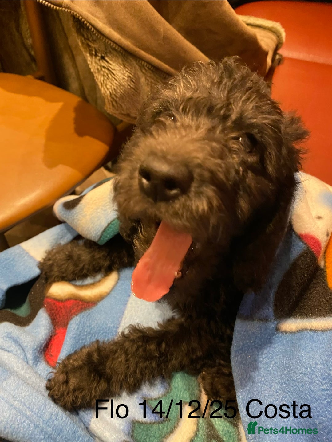 Mixed Breed dogs for sale: COCKERPOO/BEDLINGTON GIRL PUPPY!!!❤️ - Advert 8
