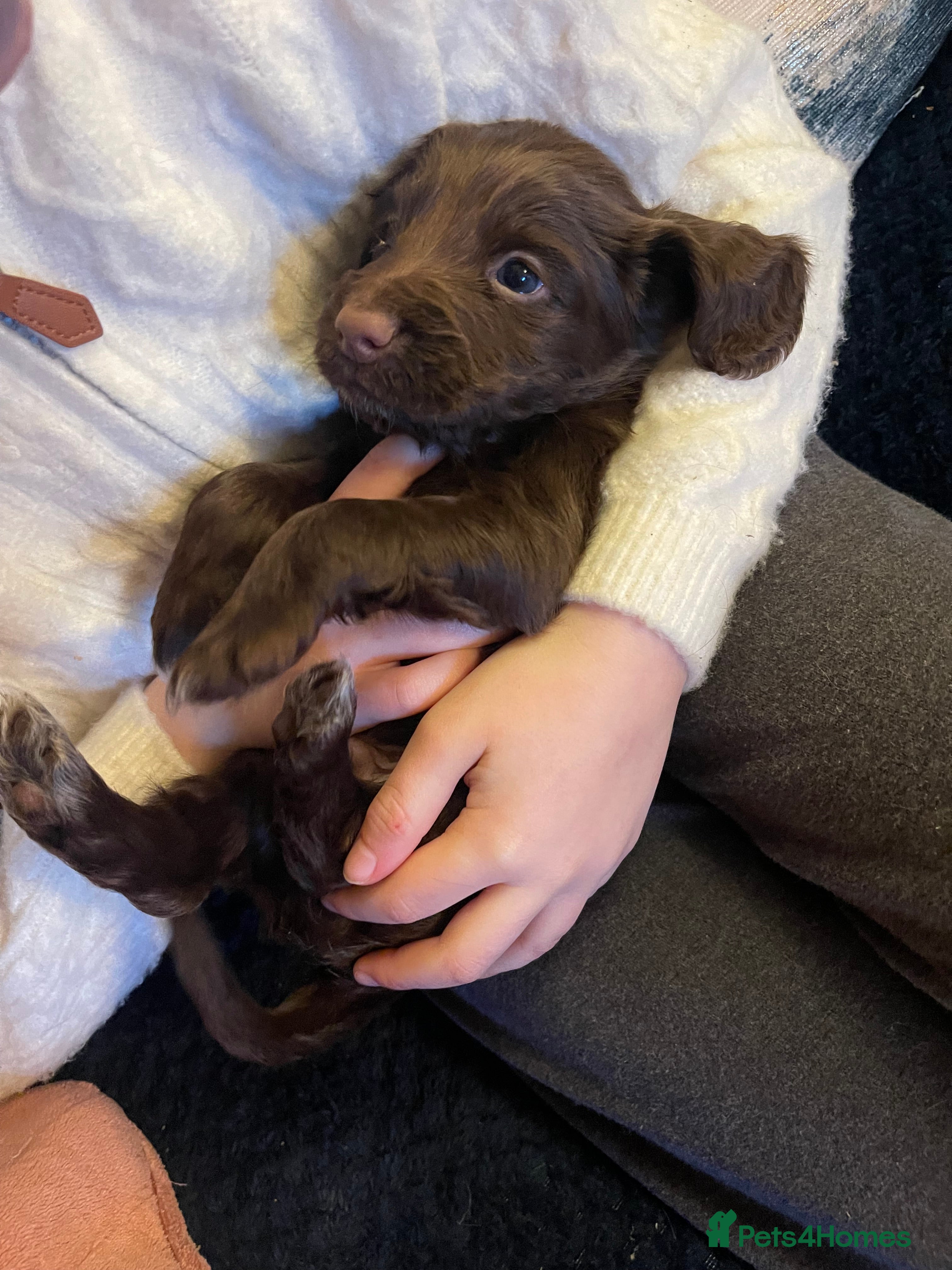 Cocker Spaniel dogs Cocker spaniel puppies - Advert 4