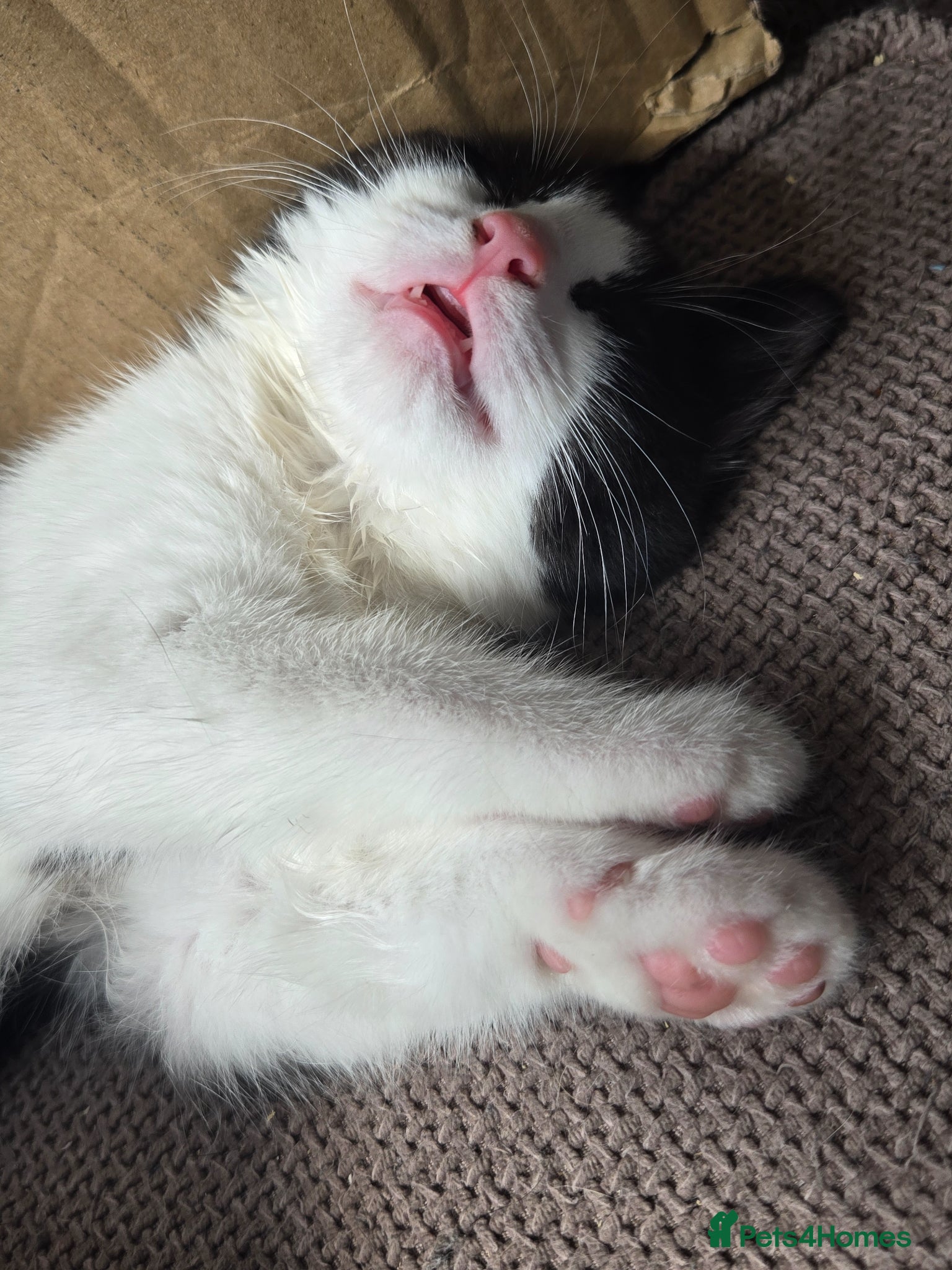 Ragdoll cats Ragdoll crosses from £175 *READY NOW* - Advert 1