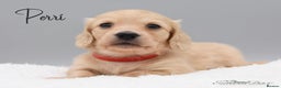 Miniature Dachshund dogs for stud: Cream Miniature Longhaired Dachshund  in Upminster - Advert 19