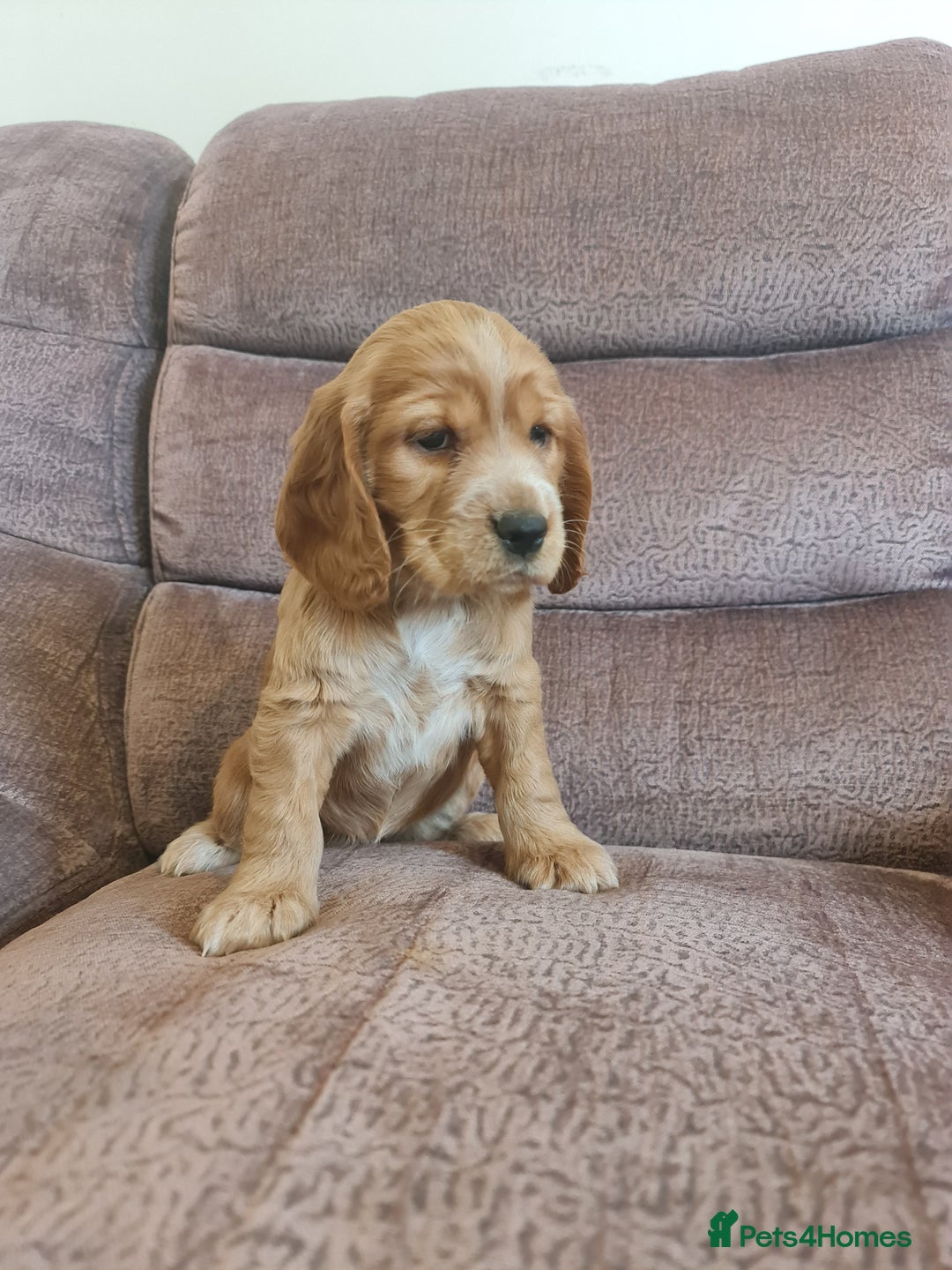 Cocker Spaniel dogs for sale: Golden Cocker Spaniel puppies (boy available) - Advert 16