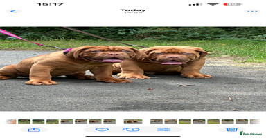 Dogue De Bordeaux dogs - Advert 10