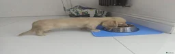 Miniature Dachshund dogs for sale: Reduced - KC reg Cream miniature Dachshund puppy - Advert 2