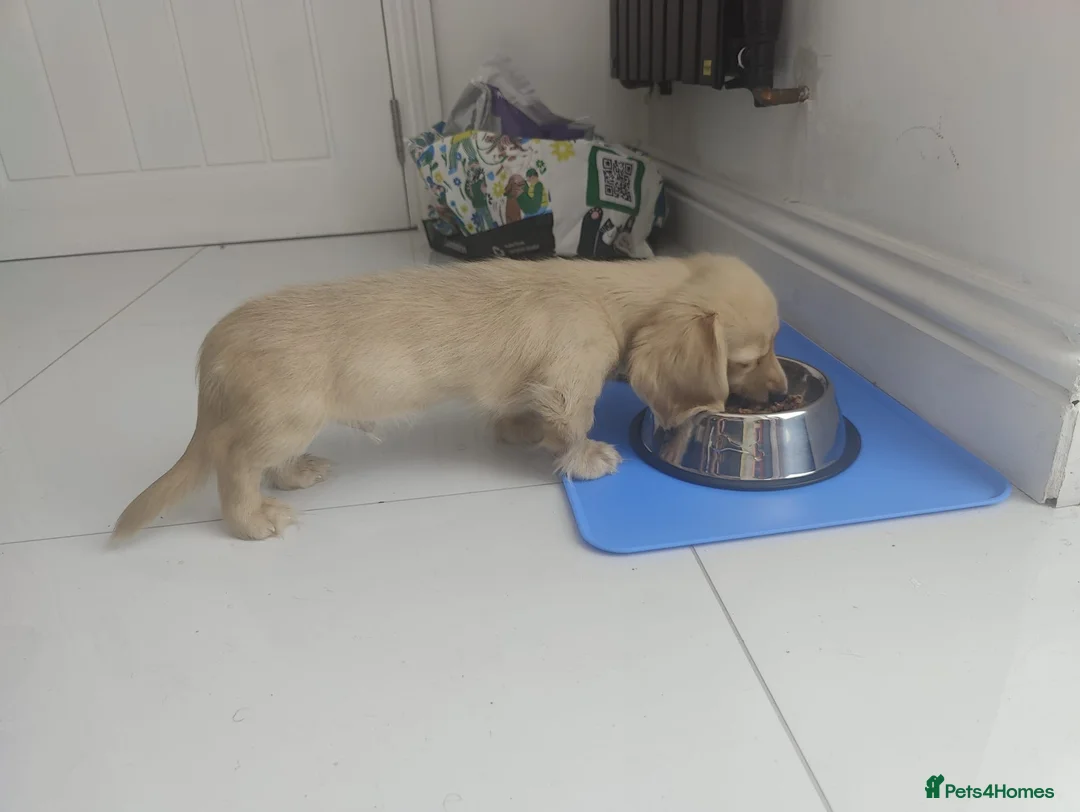 Miniature Dachshund dogs for sale: Reduced - KC reg Cream miniature Dachshund puppy - Advert 2