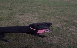 Mixed Breed dogs for sale: Beautiful black lab x boingle mix called nelly - Image 4