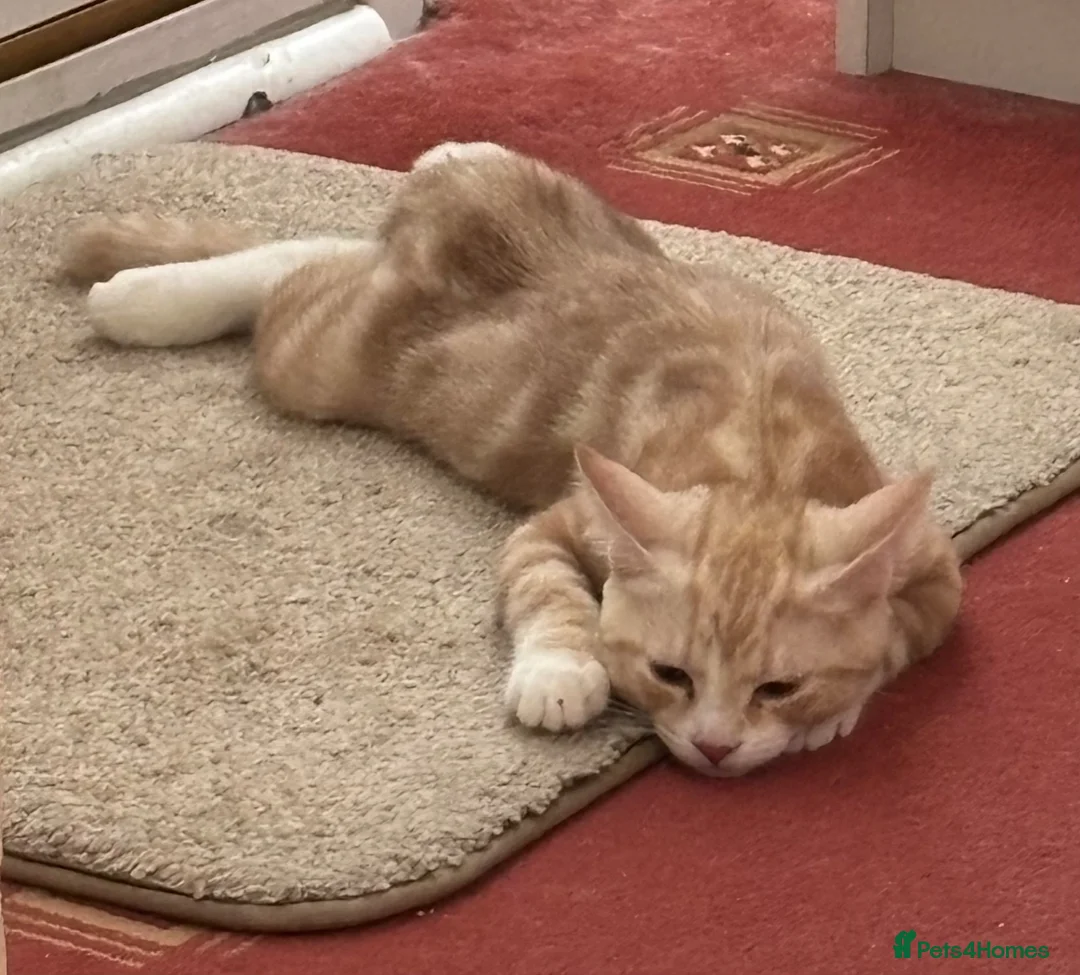 Domestic Shorthair cats for sale: 5 Beautiful Kittens - Advert 40