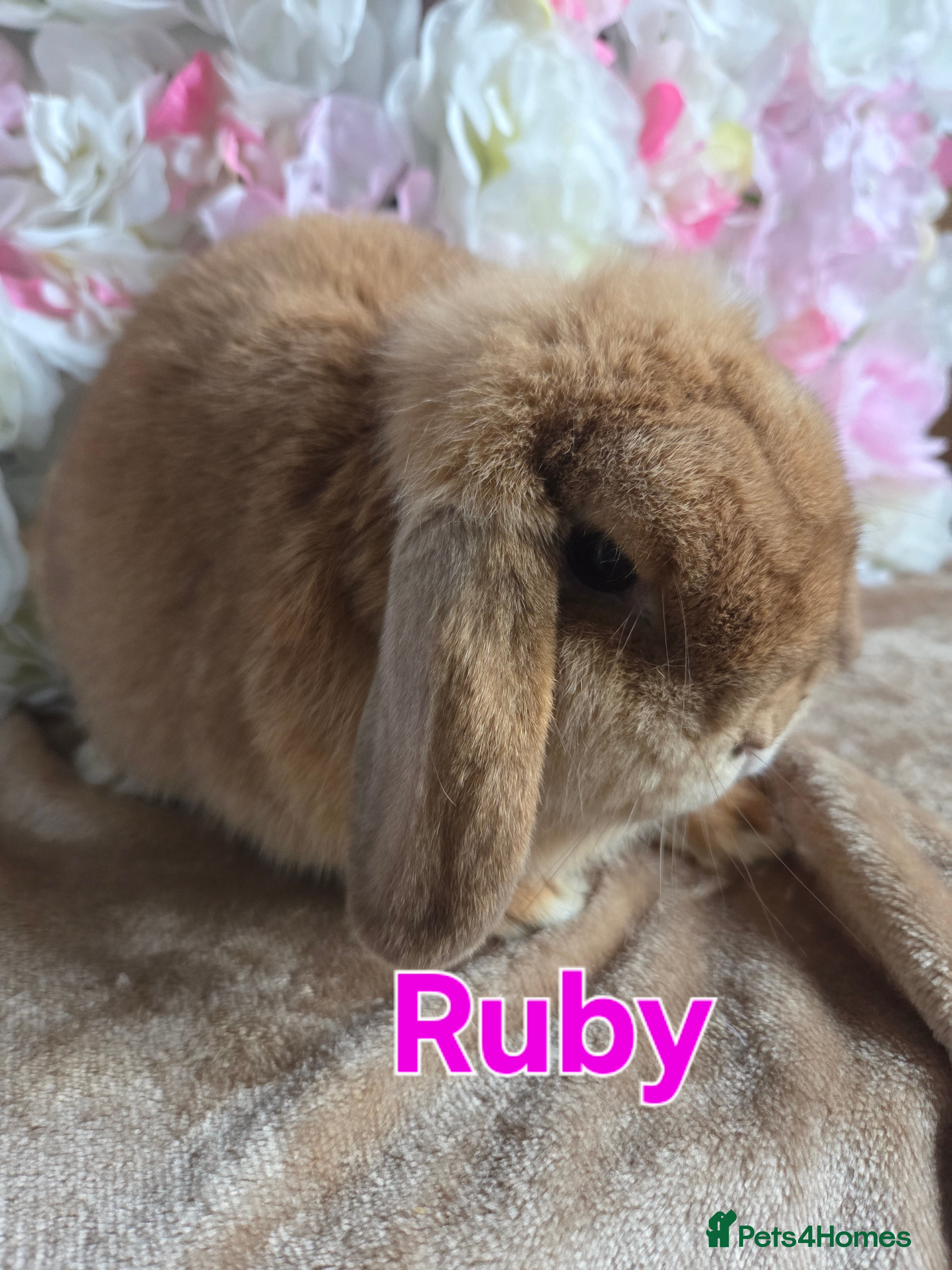 Mini Lop rabbits ❤️mini lop & mini rex girls available ❤️ - Advert 14