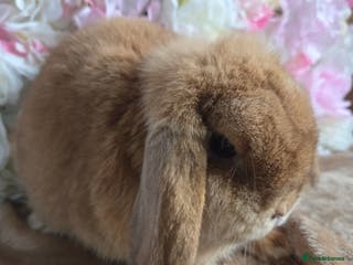 Mini Lop rabbits ❤️mini lop & mini rex girls available ❤️ - Advert 14
