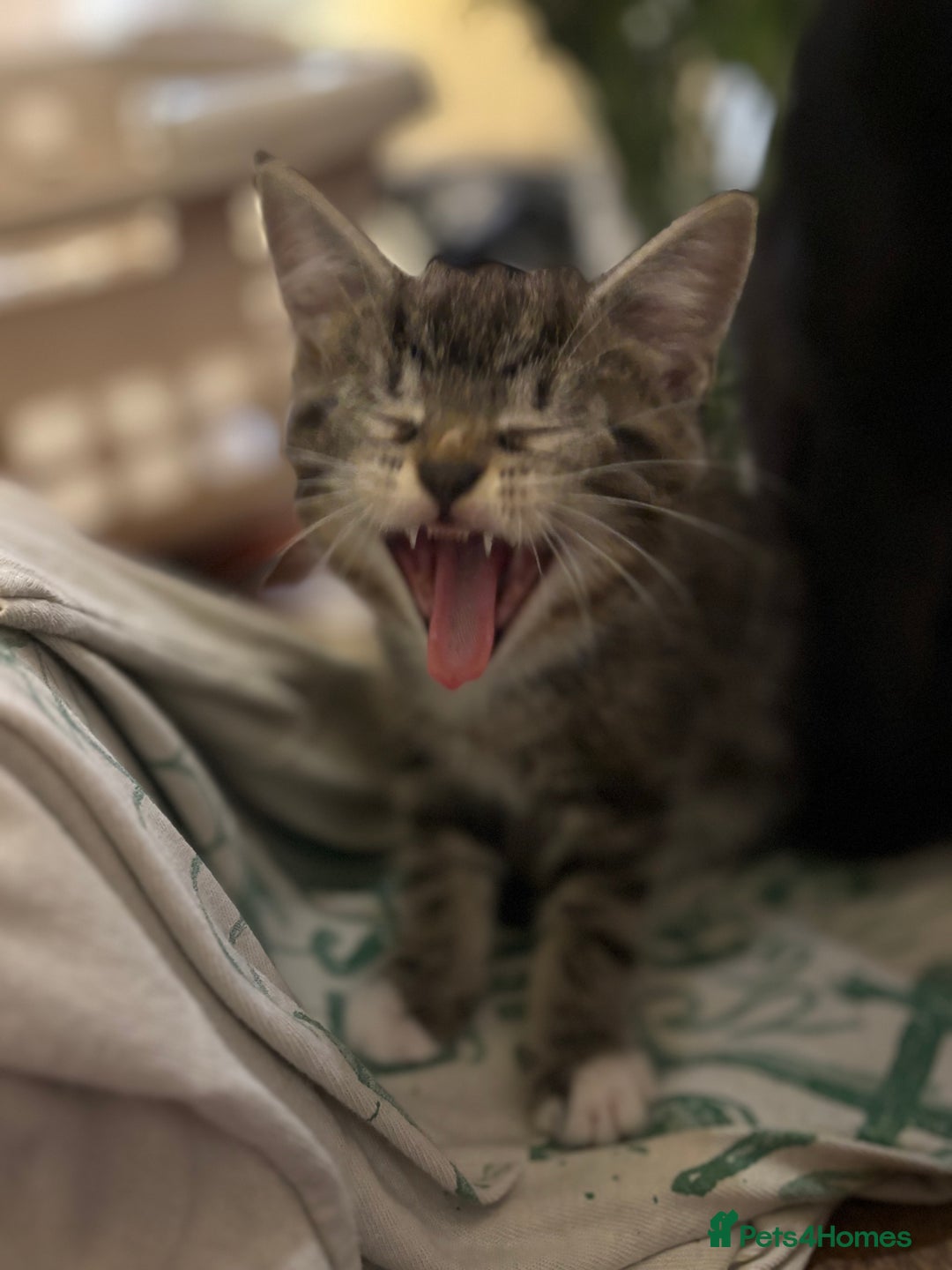Domestic Shorthair cats for sale: Two gorgeous kittens - Tabby girl and tuxedo boy - Image 4