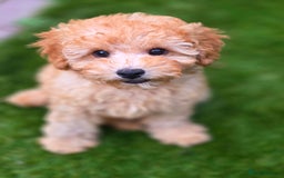 Cavapoo dogs for sale: F1b Toy Cavapoo Puppy last little Girl - Image 2