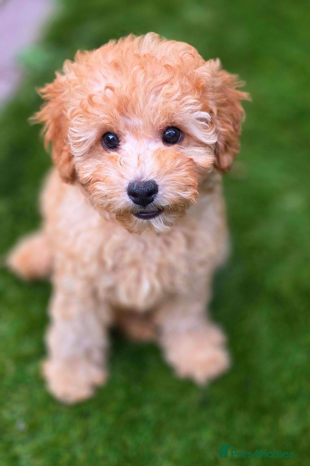 Cavapoo dogs for sale: F1b Toy Cavapoo Puppy last little Girl - Image 2