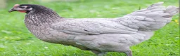 Chickens poultry for sale: Point of lay hens for sale  - Advert 6