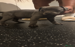 Staffordshire Bull Terrier dogs for sale: Blue Staffordshire bull terrier puppies  - Image 2
