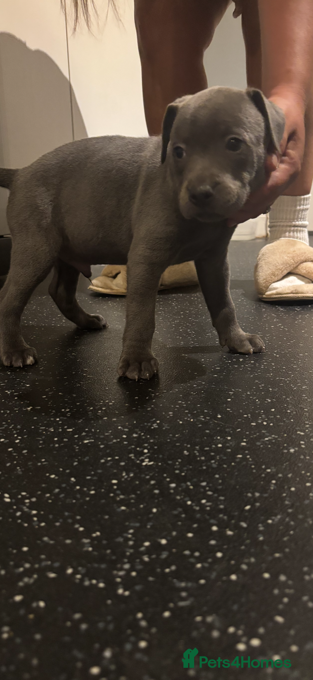 Staffordshire Bull Terrier dogs for sale: Blue Staffordshire bull terrier puppies  - Image 2