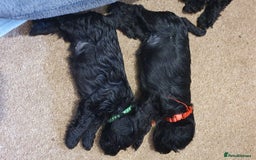 Miniature Schnauzer dogs for sale: Beautiful all Black litter  - Image 8