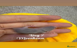 Mouse rodents for sale: Baby mice males and females  in Honiton - Image 9