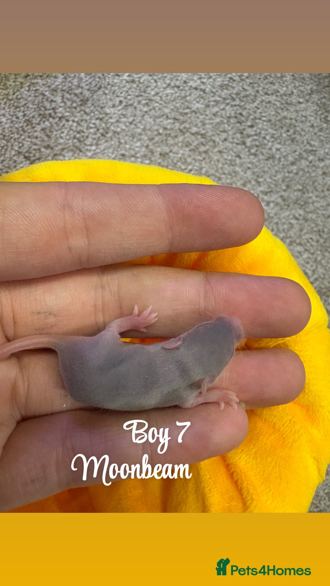 Mouse rodents for sale: Baby mice males and females  in Honiton - Image 9