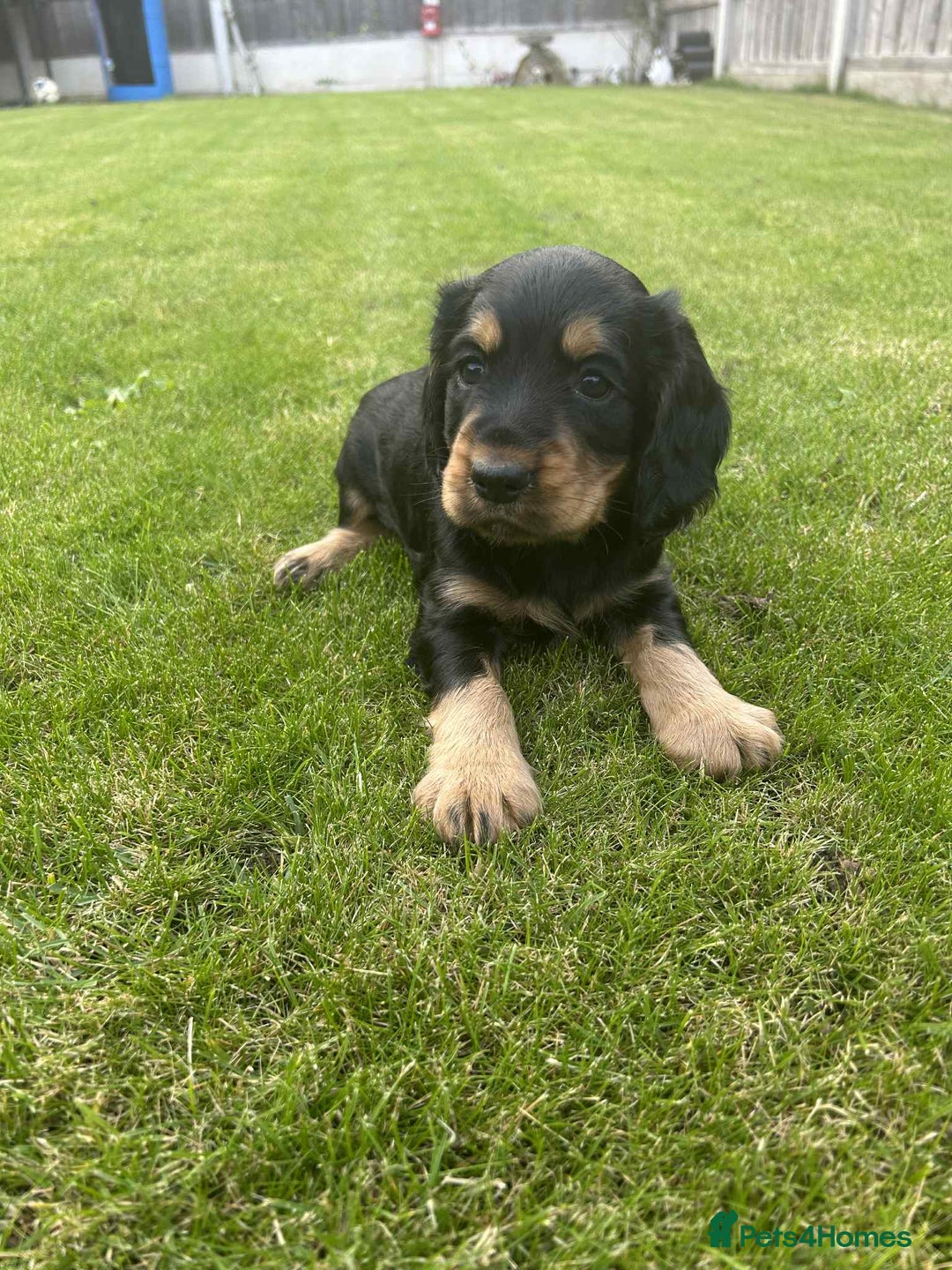 Cocker Spaniel dogs for sale: Cocker spaniel puppies - Image 18