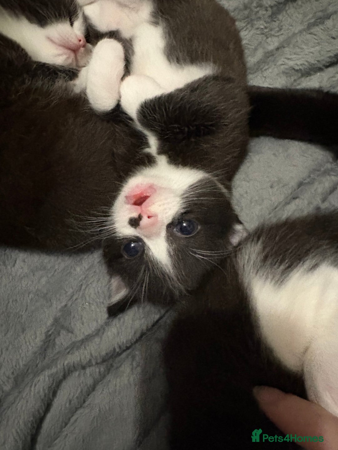 Ragdoll cats for sale:  Ragdoll X Kittens  - Advert 6