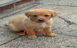 Labrador Retriever dogs for sale: Beautiful KC Fox Red Labs 0/0 hip/elbow mum & dad - Image 17