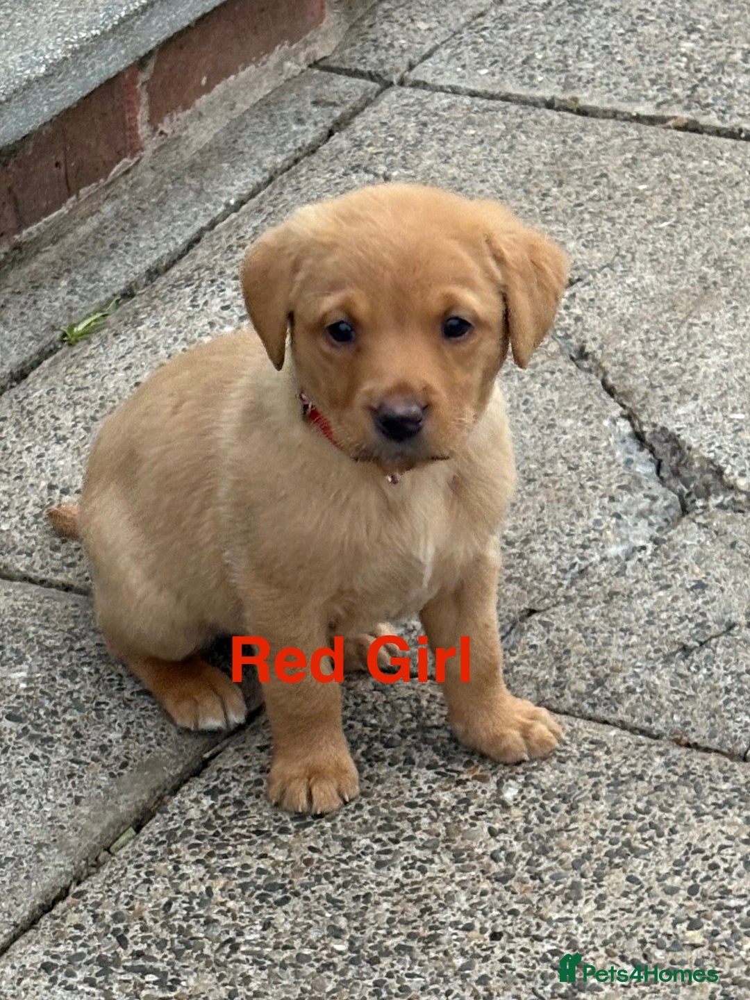 Labrador Retriever dogs for sale: Beautiful KC Fox Red Labs 0/0 hip/elbow mum & dad - Image 17
