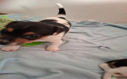 Jack Russell dogs for sale: Beautiful little Jack Girls  - Image 12