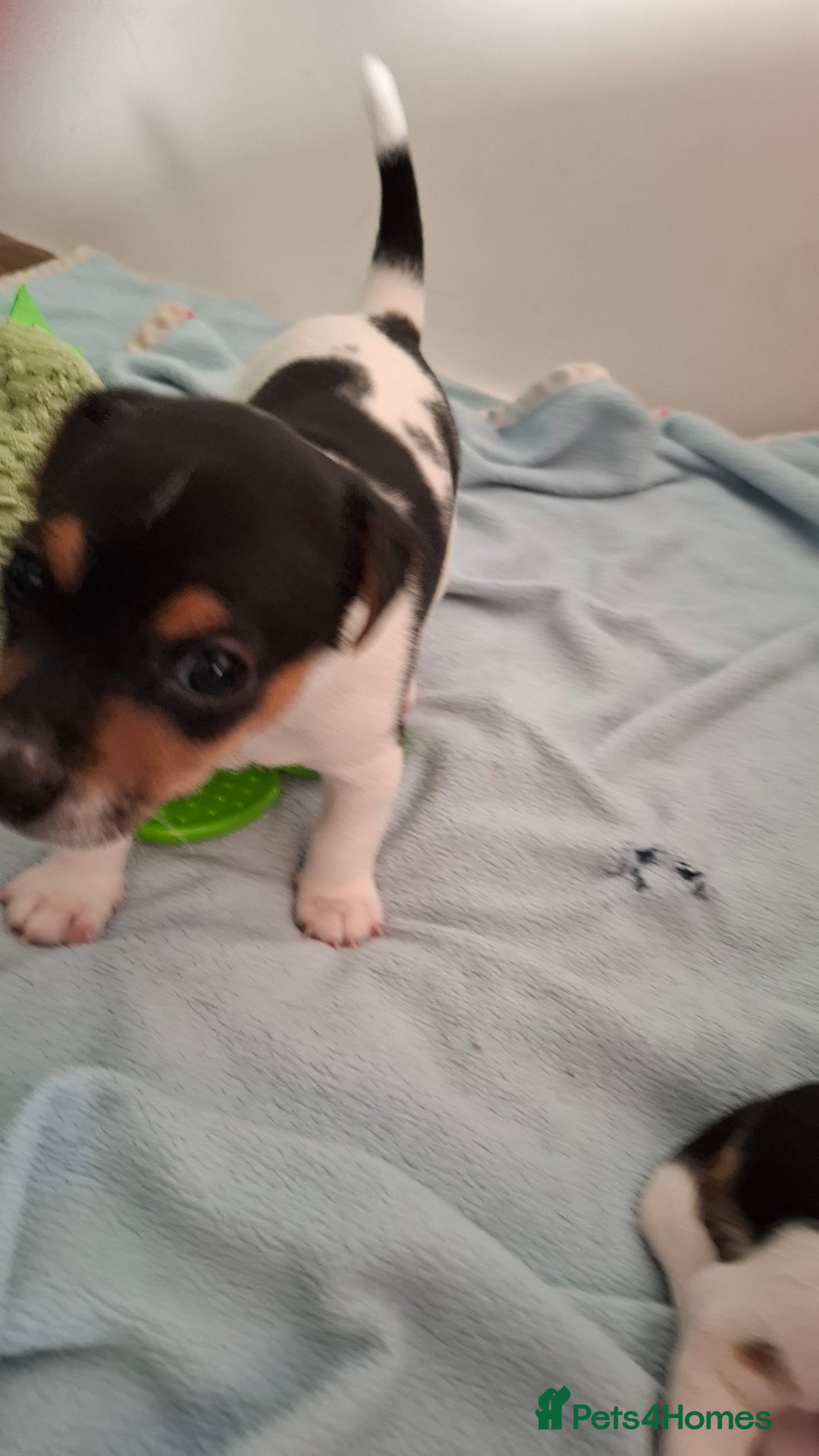 Jack Russell dogs for sale: Beautiful little Jack Girls  - Image 12