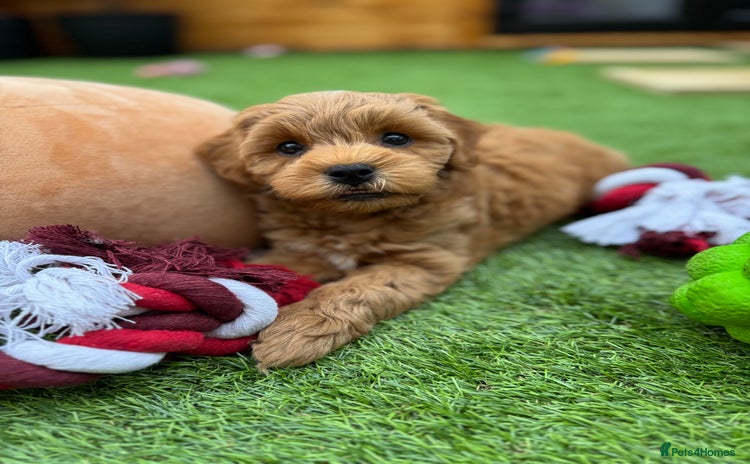 Cockapoo dogs - Advert 12