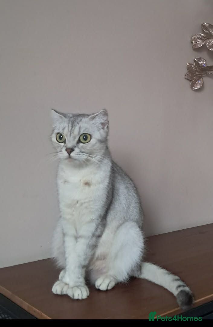 Scottish Fold cats 30.05.26 - Advert 1