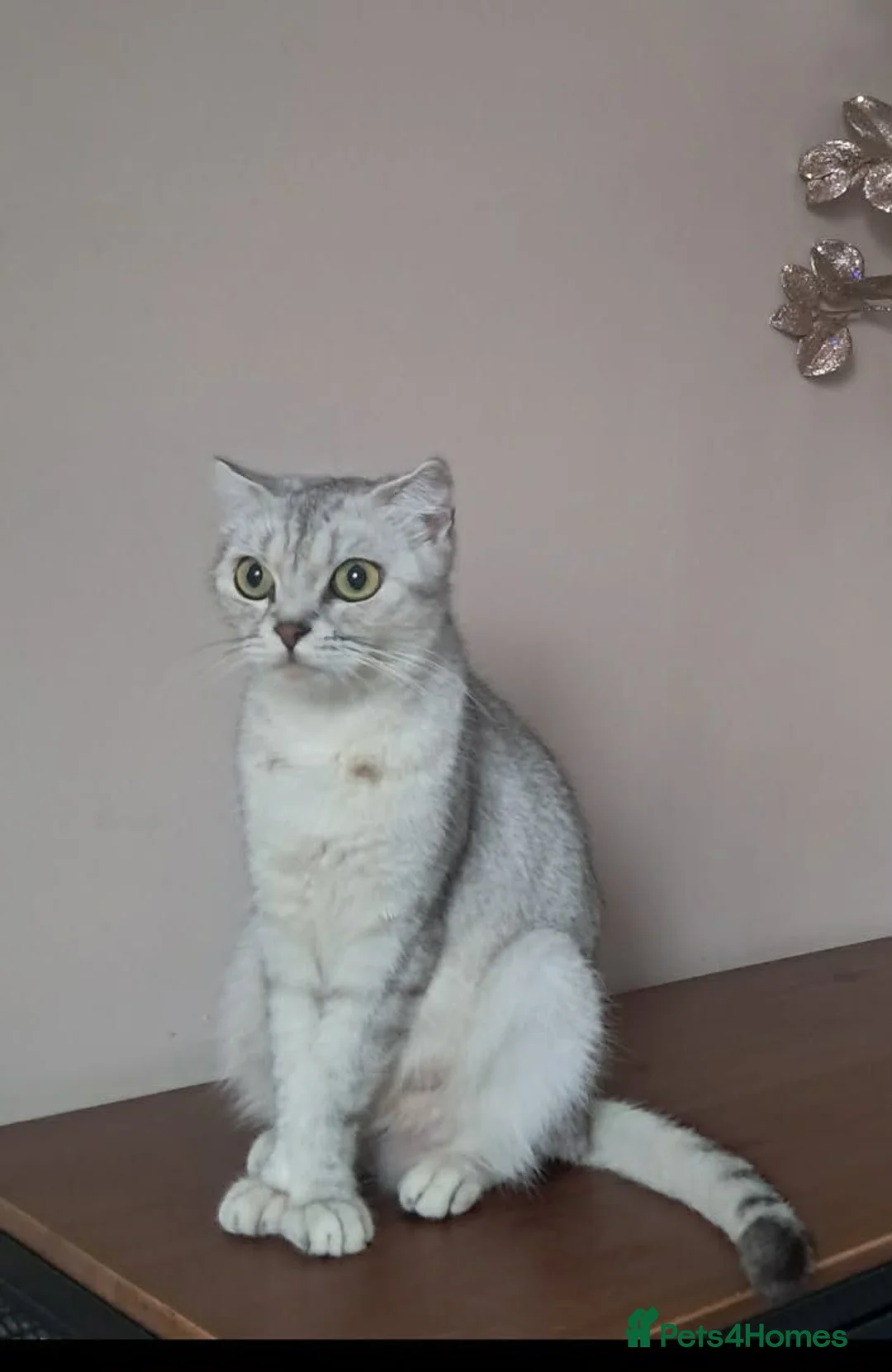 Scottish Fold cats for sale: 30.05.26 - Advert 1