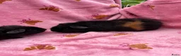 Guinea Pig rodents for sale: 2 Teddy brothers  - Advert 4