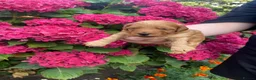Yorkiepoo dogs for sale: F1BB toy yorkipoos  in Bishop Auckland - Advert 5